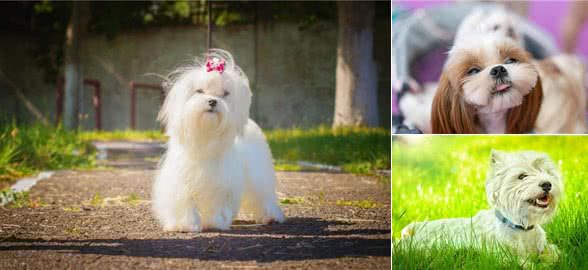 西高地和马尔济斯区别,马尔济斯犬和西高地区别