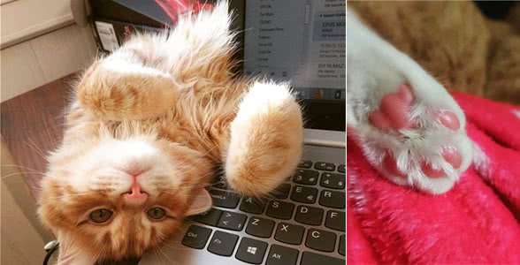 猫咪的肉垫虽然可爱,但不要小看它,这是猫咪必不可少的生存工具