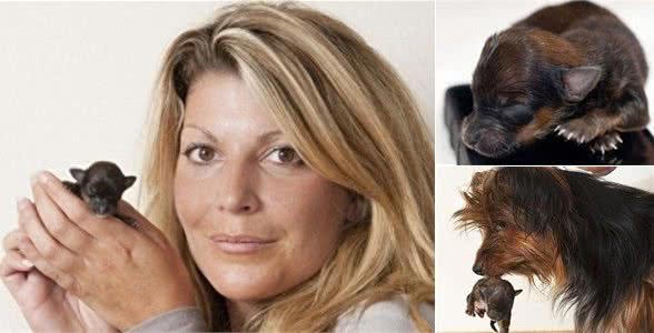 最小袖珍犬迷你降生仅重37克身体比手机都小