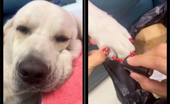 网友给狗狗做了睫毛和美甲,做完后效果真的很好看,狗中美女呀!