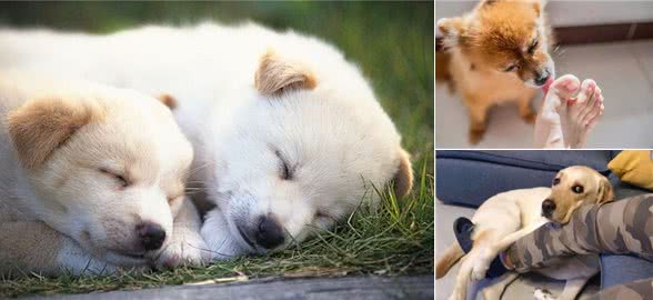 狗狗晚上如果有这些行为,说明它要休息了,最好不要打扰它