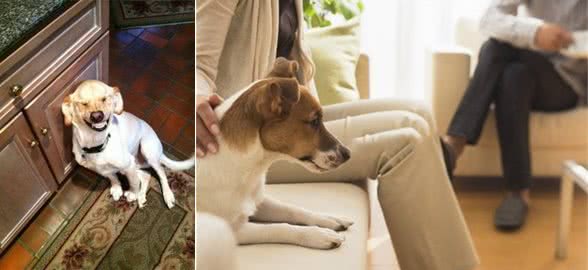狗狗吵闹太烦人,为你揭秘十种让狗狗安静的有效办法