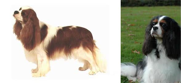 萌宠汇:世界唯一以皇族姓氏命名的犬种