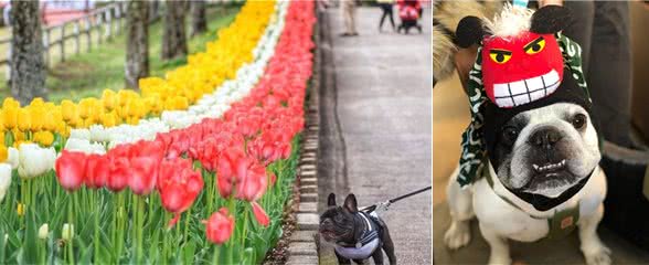 想要养好斗牛犬!这四点功课要做足!