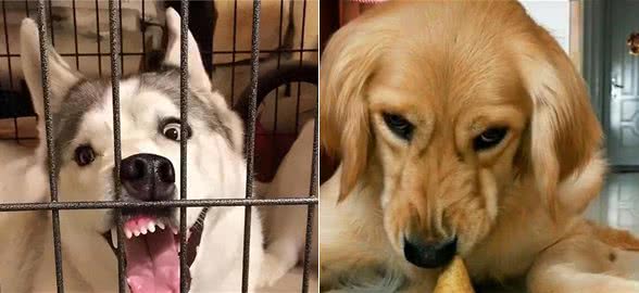 揭秘!狗狗不满情绪大揭秘:主宠关系危机?