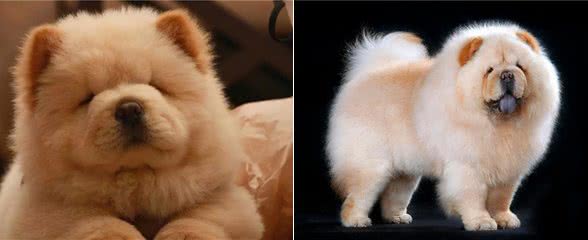 养松狮犬的6大,你喜欢吗?