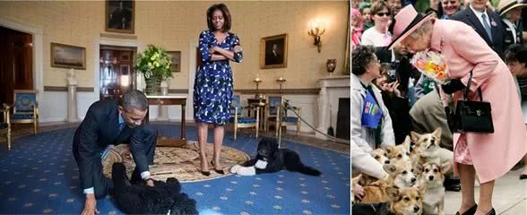 宠猫宠狗的最高境界,送它们去从政