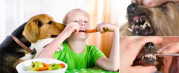 老年犬的口腔疾病