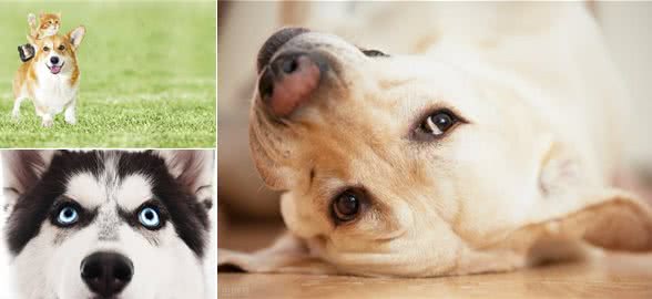 狗对声音太敏感怎么办