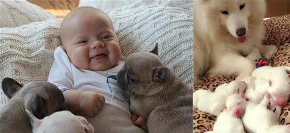 为什么母狗喜欢把幼犬叼到主人面前?不只是省事,还有这些含义