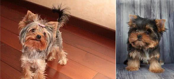 关于玩赏犬你知道多少,约瑟爹利犬你是否知道?