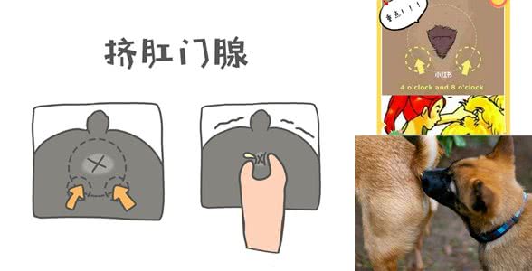 狗狗要不要挤肛门腺?
