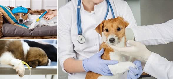 狗狗出现这些症状,多半是病了