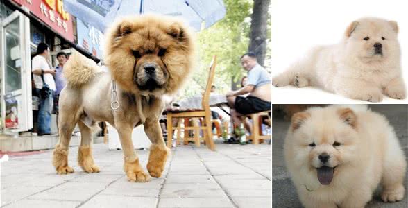 松狮像个安静的美少年一般,你应该要学会好好的照顾它