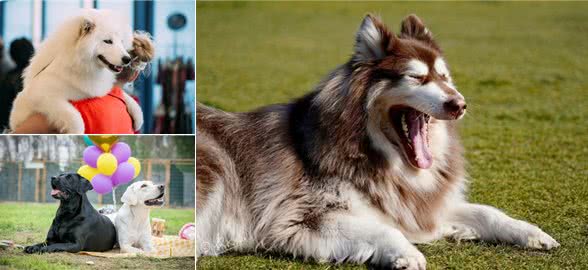 辟谣:不少大型犬比小型犬还温顺