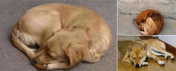 为什么狗狗睡觉要转圈圈才躺下?