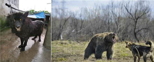 中国狼犬中的中华四大神捕,它被称为小藏獒粗狂彪悍