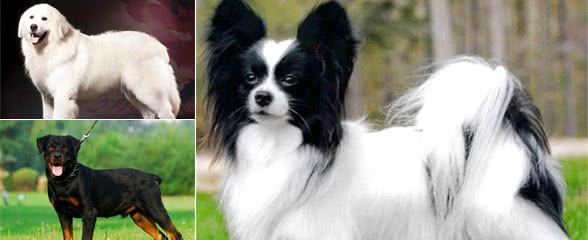 这几只才是狗狗界的乖乖仔，安静懂事，它们是最不喜欢叫的三种狗