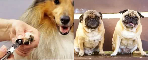 养宠知识|如何修剪狗的趾甲?