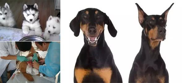 一断尾二剪耳三阉割,对汪星人的另类疼爱宠主也很无奈!