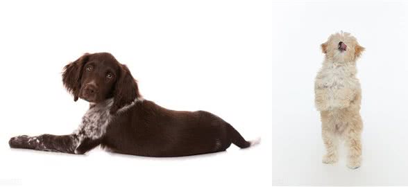 狗狗为什么会吃屎?