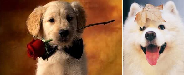 温顺的狗狗有哪些