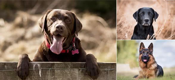 最容易引起您过敏反应的8个狗狗品种