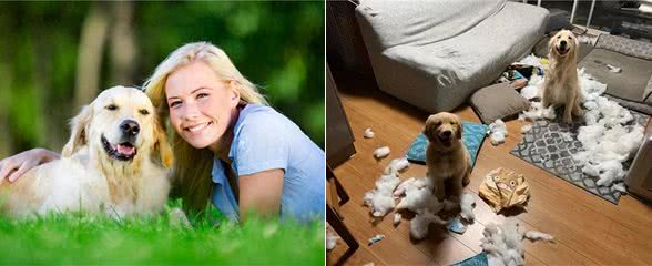 养狗有危害?尤其是女性健康!可别忽视了!