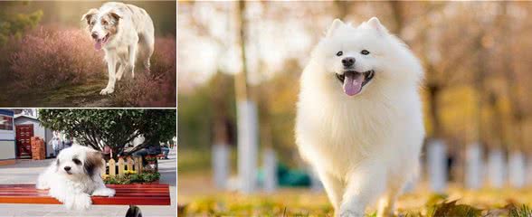 如何让狗狗变得乖巧听话?做到这几点即可