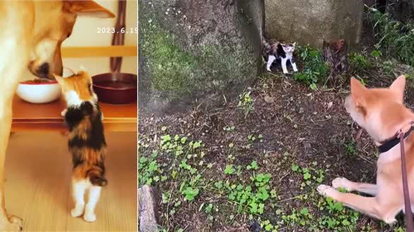带狗狗散步捡到一只小奶猫,网友:我比小猫还紧张