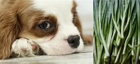 狗狗可以吃韭菜吗