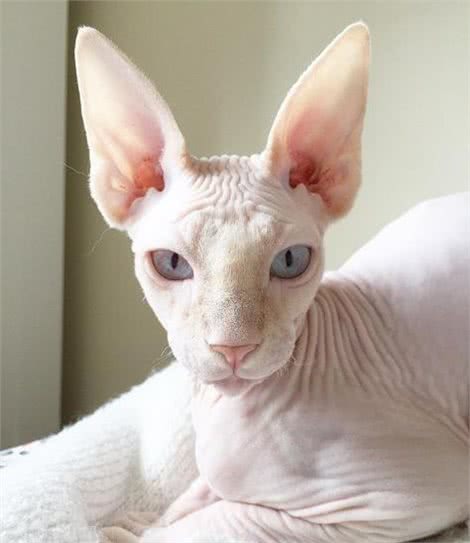 加拿大无毛猫牛顿看着大哥哥的浓密毛发:兄弟,借我睡一下!