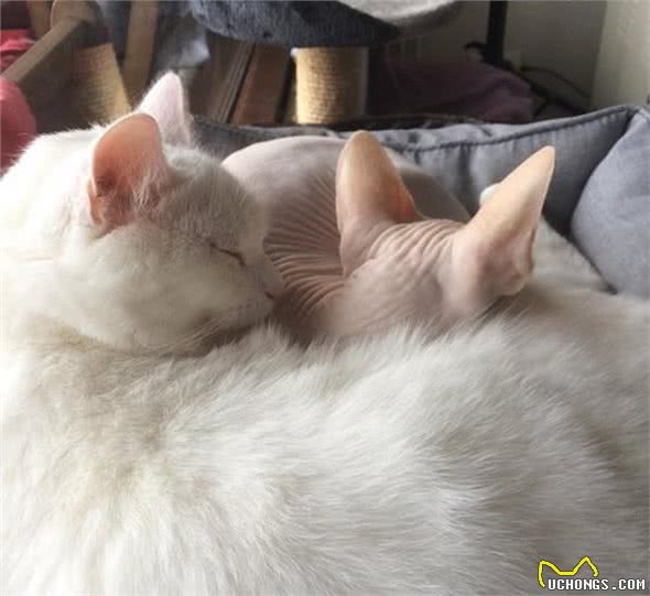 加拿大无毛猫牛顿看着大哥哥的浓密毛发:兄弟,借我睡一下!