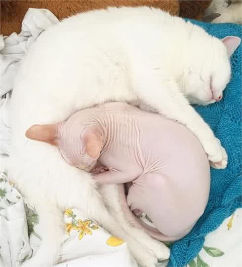 加拿大无毛猫牛顿看着大哥哥的浓密毛发:兄弟,借我睡一下!