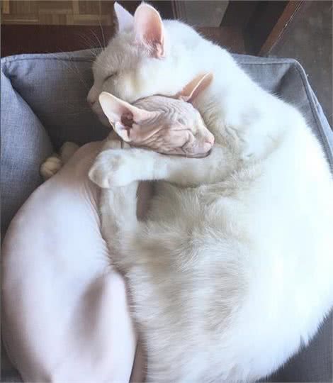 加拿大无毛猫牛顿看着大哥哥的浓密毛发：兄弟，借我睡一下!