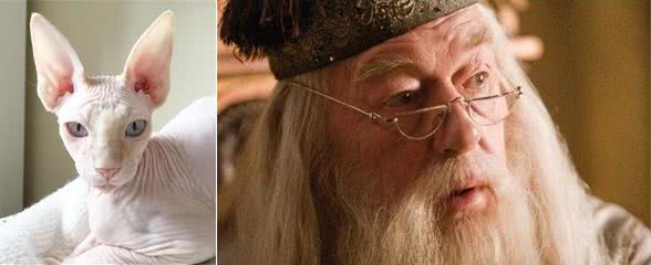 加拿大无毛猫牛顿看着大哥哥的浓密毛发:兄弟,借我睡一下!