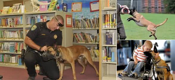 有护卫性的牧羊犬,警犬的候选犬种—马犬