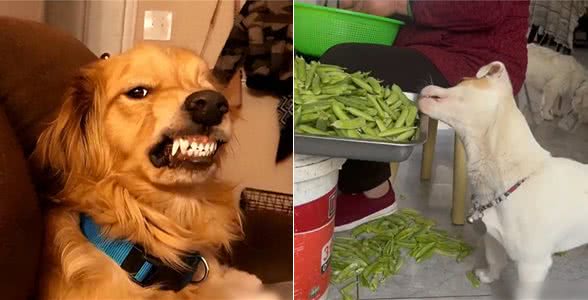 惯狗如杀狗,被惯坏的狗,都会出现这些行为!