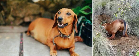 腊肠犬,为何养的人少?原因有7个