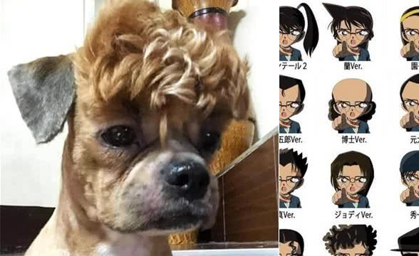 网友带泰迪去宠物店剃毛,托尼老师给它留了个刘海:宝强,是你吗