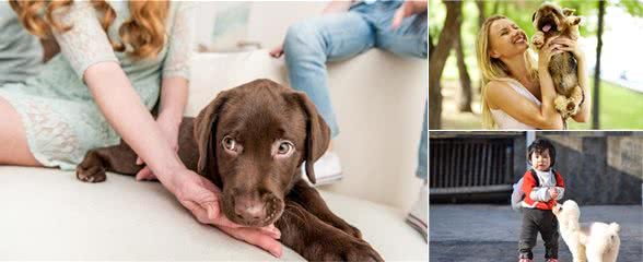 原来狗狗也有心理疾病,狗狗常见的5种心理疾病,你家狗狗有吗?