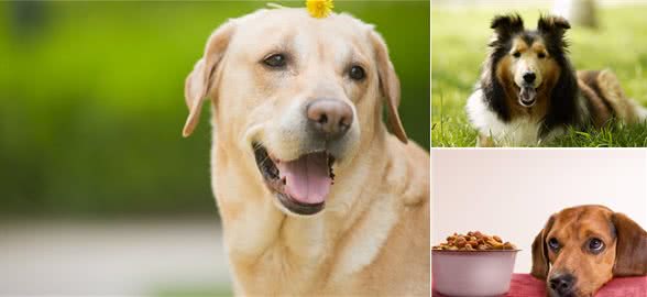 遛狗需要讲究方式和方法,你的方法正确吗?不对的赶快改过来