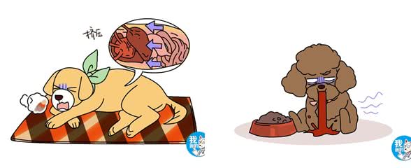 辟谣:狗狗时而呕吐不一定是肠胃的锅,别把膈疝和其它疾病混淆