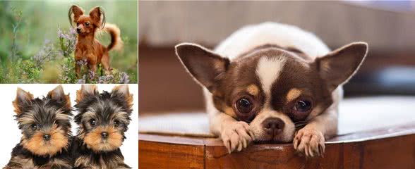 盘点世界上最小的7种犬种!每一个都可爱至极!