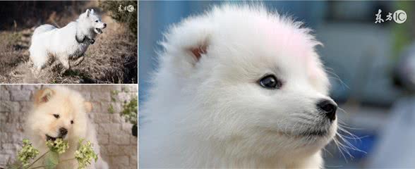 新手养幼犬指南，萨摩耶幼犬喂养方法