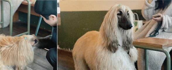 阿富汗犬长得又帅又帅，但为什么在我国却被禁止呢?