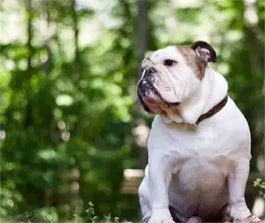 斗牛犬母犬空怀原因及防控方法