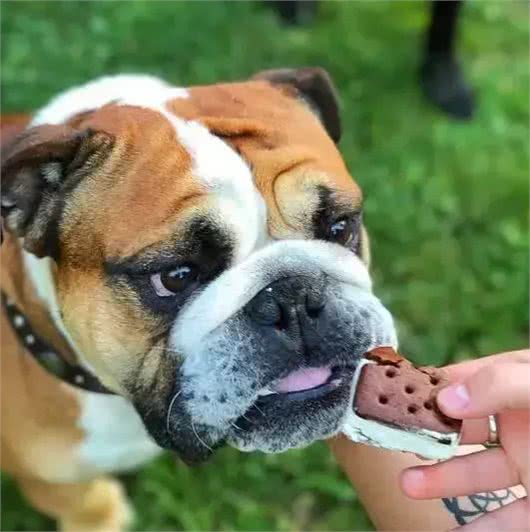 斗牛犬母犬空怀原因及防控方法