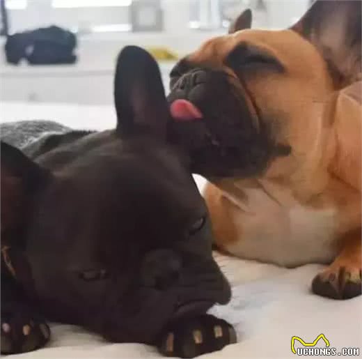 斗牛犬母犬空怀原因及防控方法