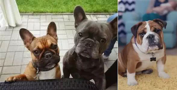 斗牛犬母犬空怀原因及防控方法